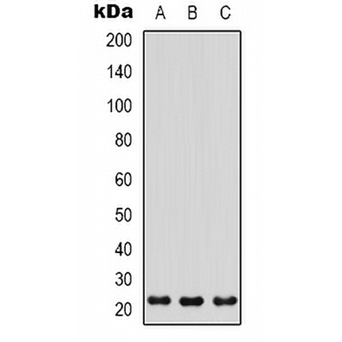 PGRP Rabbit Polyclonal Antibody