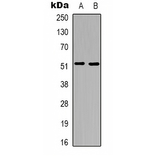 Tachykinin Receptor 3 Rabbit Polyclonal Antibody