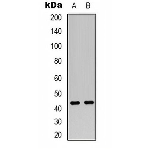 VN1R2 Rabbit Polyclonal Antibody