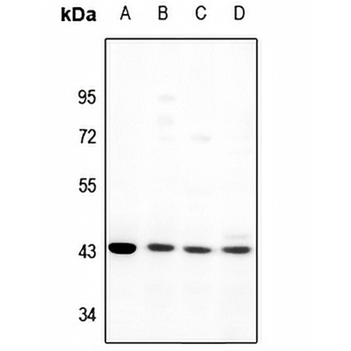 GPR170 Rabbit Polyclonal Antibody