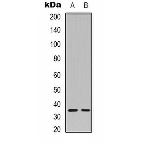 Caspase 3 p12 Rabbit Polyclonal Antibody