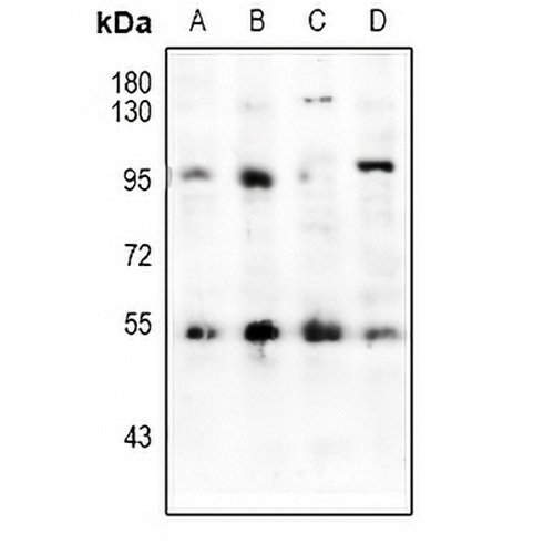 HNF4 alpha Rabbit Polyclonal Antibody