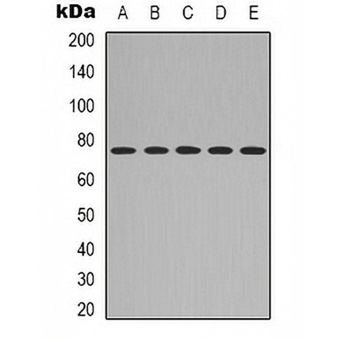 CD271 Rabbit Polyclonal Antibody