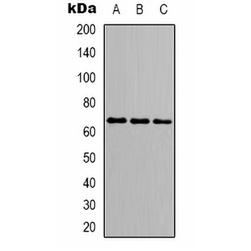p68 Rabbit Polyclonal Antibody