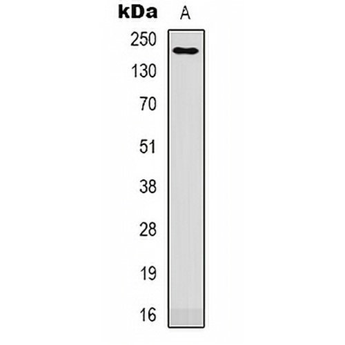 CD11b Rabbit Polyclonal Antibody