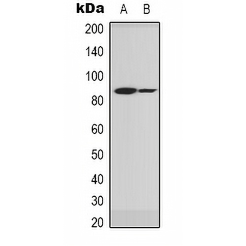 Gamma-NaCH Rabbit Polyclonal Antibody