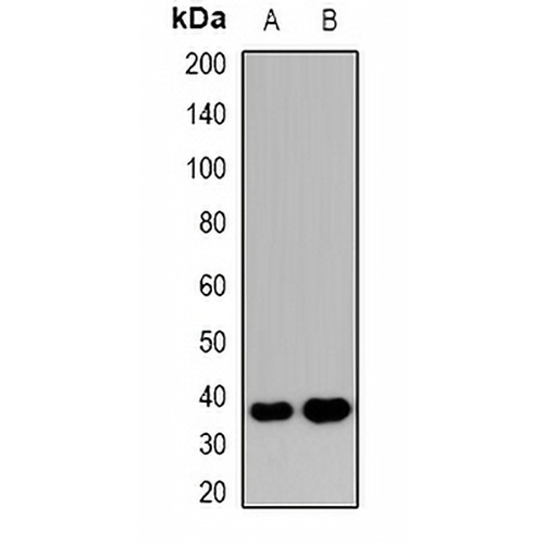 NHERF2 Rabbit Polyclonal Antibody
