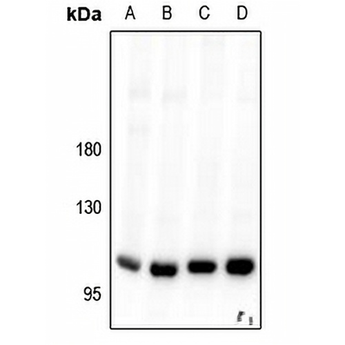 VPS34 Rabbit Polyclonal Antibody