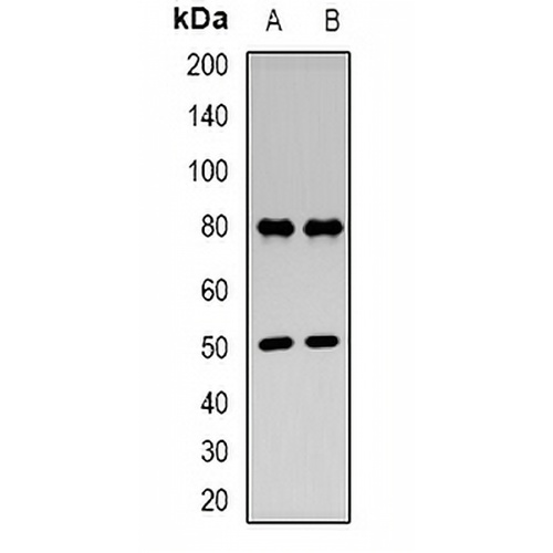 Ub Rabbit Polyclonal Antibody
