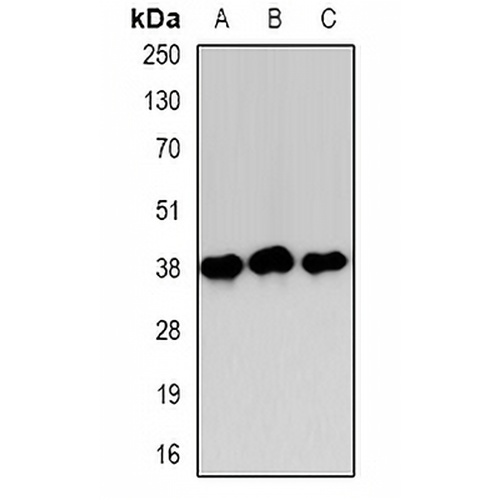Annexin A1 Rabbit Polyclonal Antibody