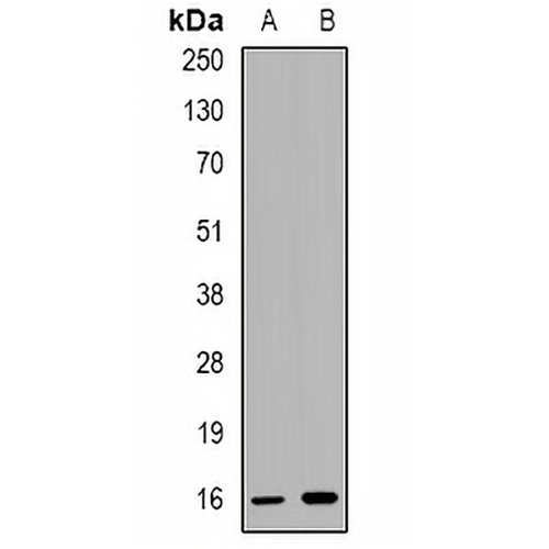 CCL4 Rabbit Polyclonal Antibody