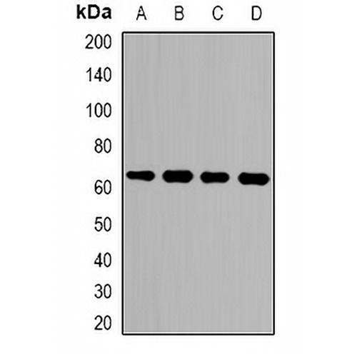 LGALS3BP Rabbit Polyclonal Antibody