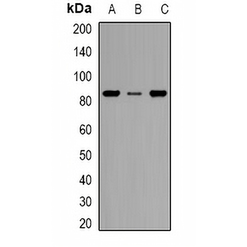 CD168 Rabbit Polyclonal Antibody
