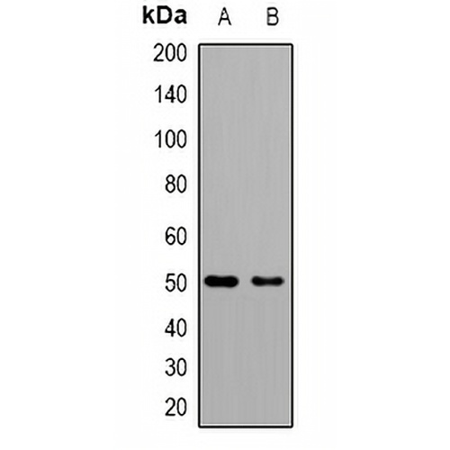 GAT1 Rabbit Polyclonal Antibody