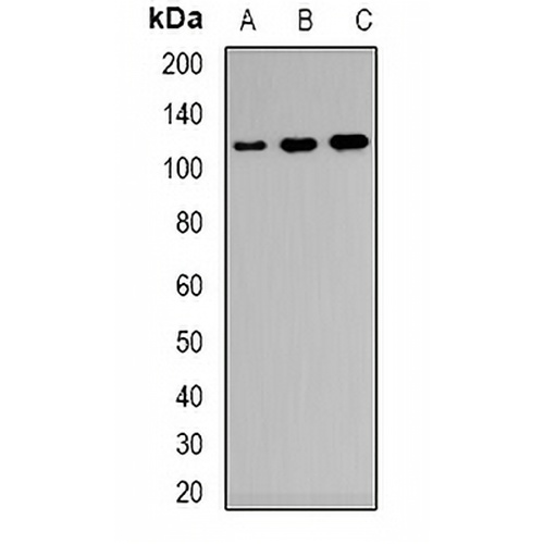 CD21 Rabbit Polyclonal Antibody