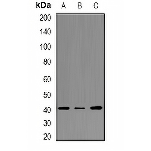 CD33 Rabbit Polyclonal Antibody
