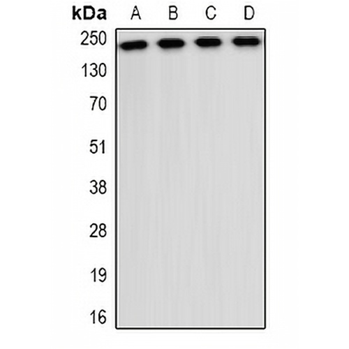 CD35 Rabbit Polyclonal Antibody