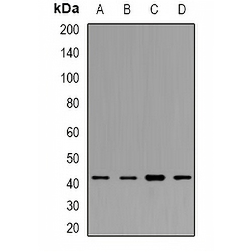 CD64 Rabbit Polyclonal Antibody