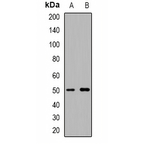 CD127 Rabbit Polyclonal Antibody