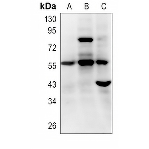 CD185 Rabbit Polyclonal Antibody