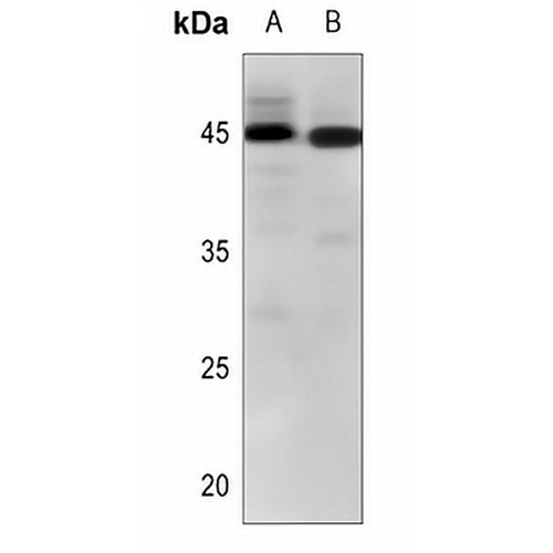 CD273 Rabbit Polyclonal Antibody