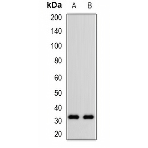 CD305 Rabbit Polyclonal Antibody