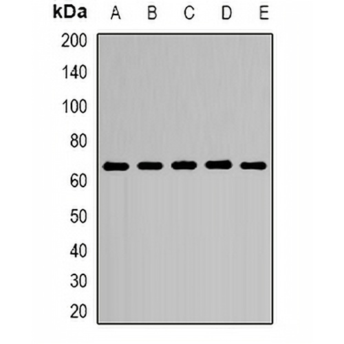 CD299 Rabbit Polyclonal Antibody