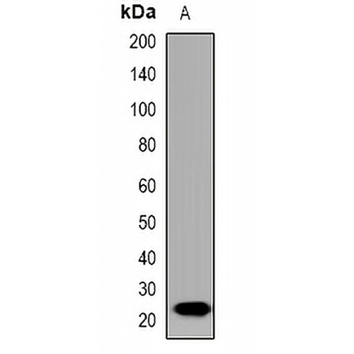 IL-19 Rabbit Polyclonal Antibody