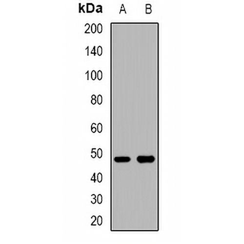 BMP10 Rabbit Polyclonal Antibody