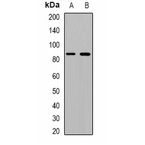 Beta Amyloid Rabbit Polyclonal Antibody