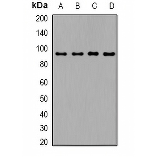 TGFBR3 Rabbit Polyclonal Antibody