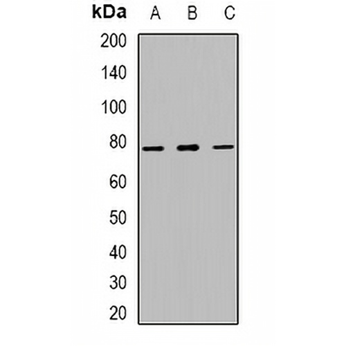 MUM1 Rabbit Polyclonal Antibody