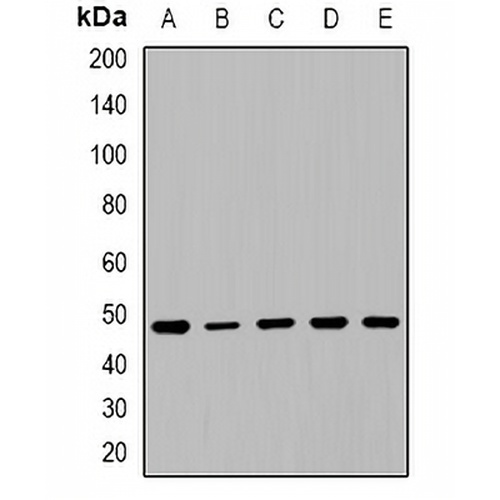 PTEN Rabbit Polyclonal Antibody