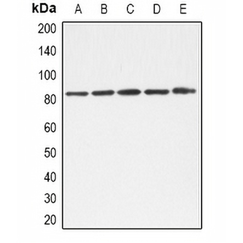 TLE1/2/3/4 Rabbit Polyclonal Antibody