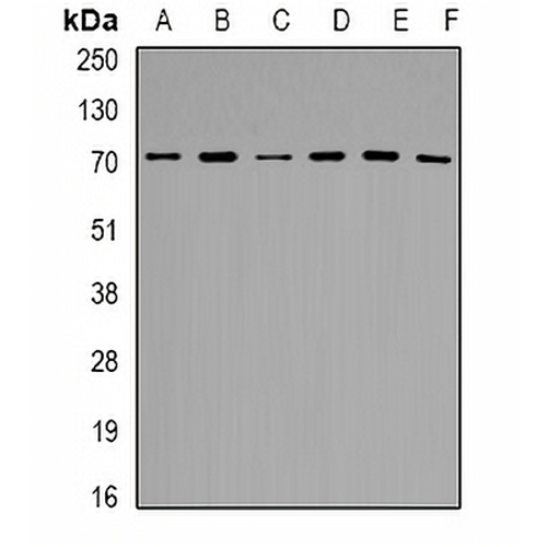 HSP72 Rabbit Polyclonal Antibody