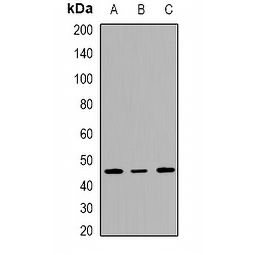 INI1 Rabbit Polyclonal Antibody
