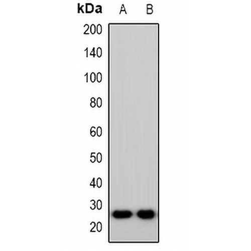 IMP3 Rabbit Polyclonal Antibody