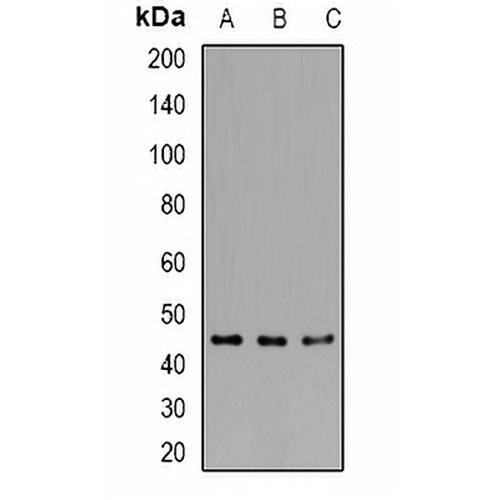 RCC1 Rabbit Polyclonal Antibody