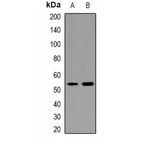OCT4 Rabbit Polyclonal Antibody