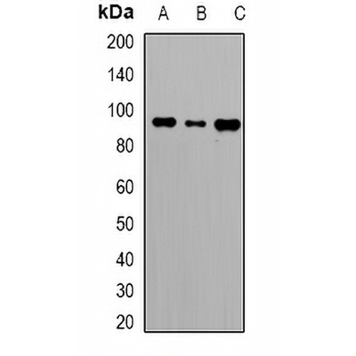 Caldesmon Rabbit Polyclonal Antibody
