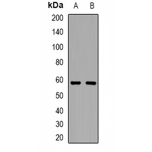 Tyrosyl-tRNA Synthetase Rabbit Polyclonal Antibody