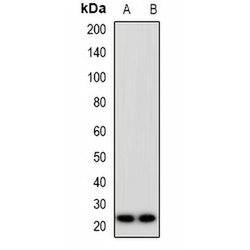 FAM3D Rabbit Polyclonal Antibody