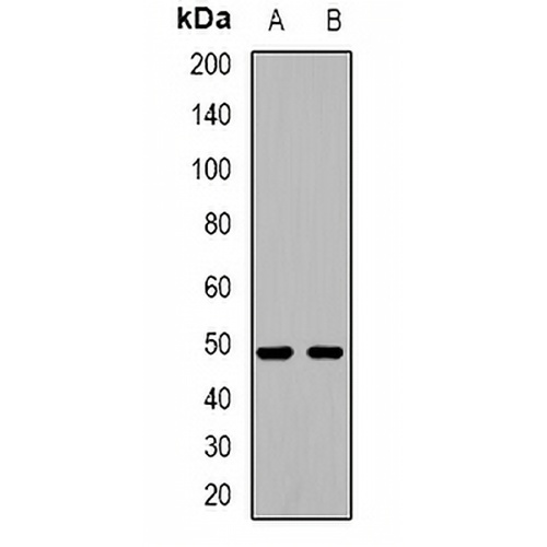 HIC5 Rabbit Polyclonal Antibody