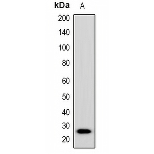 Placental Lactogen Rabbit Polyclonal Antibody