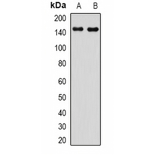 PIR121 Rabbit Polyclonal Antibody
