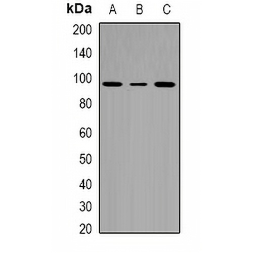 Cactin Rabbit Polyclonal Antibody