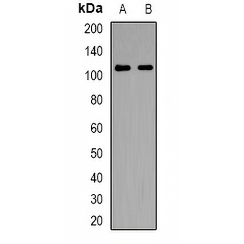 NLRX1 Rabbit Polyclonal Antibody