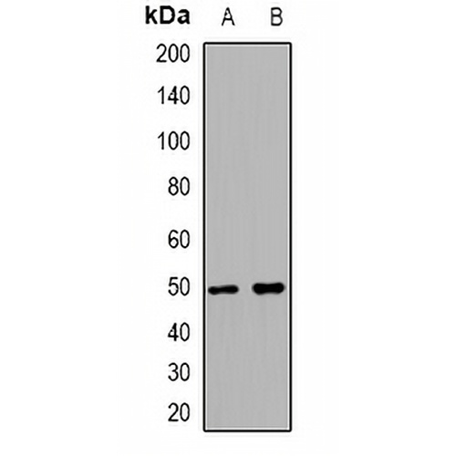 Endothelin B Receptor Rabbit Polyclonal Antibody