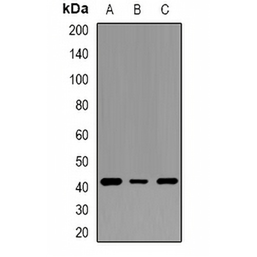 SPOP Rabbit Polyclonal Antibody