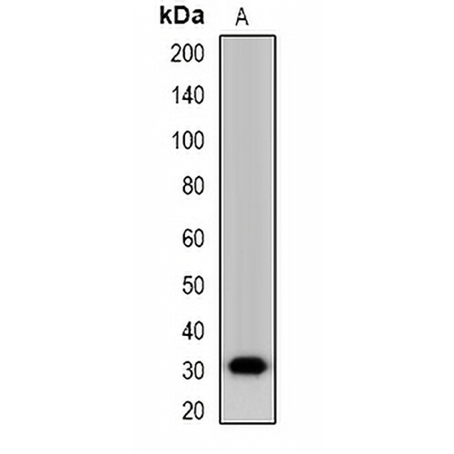 Nanos 1 Rabbit Polyclonal Antibody